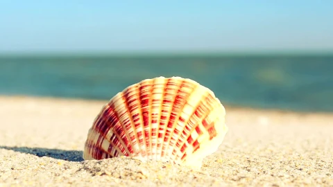 Free Stock Video Shell On The Beach Live Wallpaper - Free Live Wallpaper