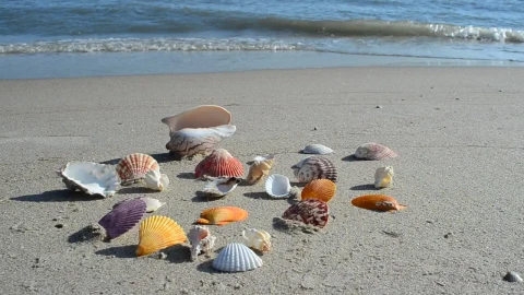 Free Stock Video Shells On The Shore Live Wallpaper - Free Live Wallpaper