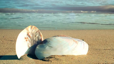 Free Stock Video Shells Stacked On The Beach Live Wallpaper - Free Live Wallpaper