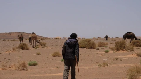 Free Stock Video Shepherd Walking Towards His Camels In The Desert Live Wallpaper - Free Live Wallpaper