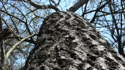 Free Stock Video Shot Going Through The Bark Of A Large Tree Live Wallpaper - Free Live Wallpaper