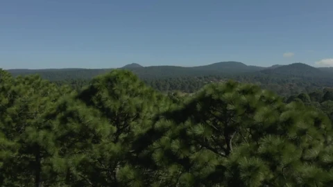 Free Stock Video Shot Rising Through A Sunny Forest Of Numerous Trees Live Wallpaper - Free Live Wallpaper