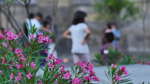Free Stock Video Shrub With Flowers In A Square With People Walking Live Wallpaper - Free Live Wallpaper