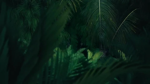 Free Stock Video Side By Side Tour Of A Computerized Jungle Live Wallpaper - Free Live Wallpaper