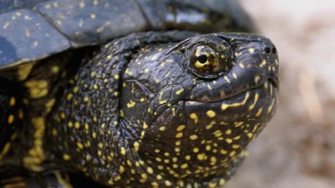 Free Stock Video Side Portrait Of A European Tortoise Live Wallpaper - Free Live Wallpaper