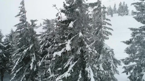 Free Stock Video Silent Winter Forest Full Of Mist Live Wallpaper - Free Live Wallpaper
