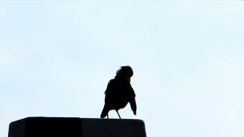 Free Stock Video Silhouette Of A Bird Against The Sky Live Wallpaper - Free Live Wallpaper
