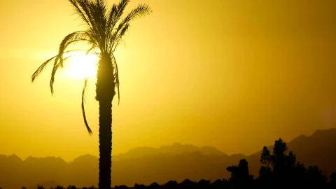 Free Stock Video Silhouette Of A Palm Tree At Sunset Live Wallpaper - Free Live Wallpaper