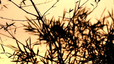 Free Stock Video Silhouette Of A Sparrow Live Wallpaper - Free Live Wallpaper