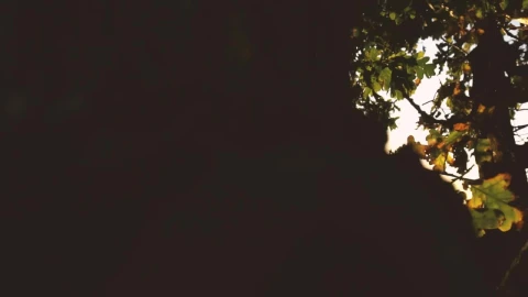 Free Stock Video Silhouette Of A Tree Before Sunset Live Wallpaper - Free Live Wallpaper