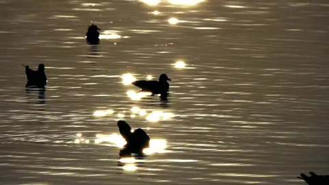 Free Stock Video Silhouette Of Ducks In The Water At Dusk Live Wallpaper - Free Live Wallpaper