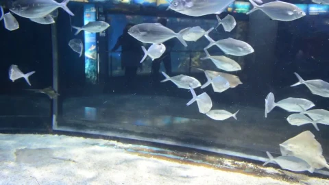 Free Stock Video Silver Fish In An Aquarium Live Wallpaper - Free Live Wallpaper