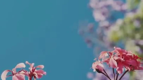 Free Stock Video Simple Instagram Story Live Wallpaper - Free Live Wallpaper