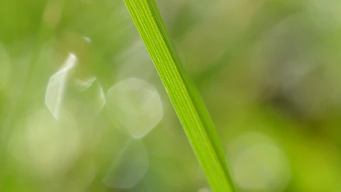 Free Stock Video Single Blade Of Grass In Focus Live Wallpaper - Free Live Wallpaper