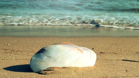 Free Stock Video Single Shell Found On The Beach Live Wallpaper - Free Live Wallpaper