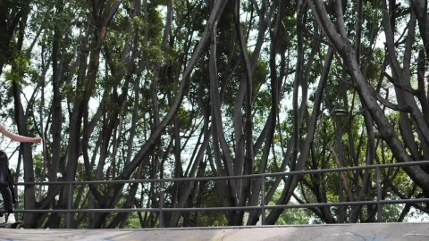 Free Video Stock Skater Going Down A Park Ramp Live Wallpaper - Free Live Wallpaper