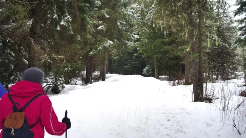 Free Video Stock Skiers In A Pine Forest In Canada Live Wallpaper - Free Live Wallpaper