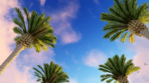 Free Video Stock Sky Of A Sunny Day With Birds And Palm Trees Live Wallpaper - Free Live Wallpaper
