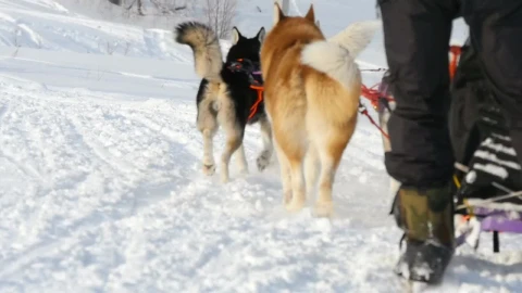 Free Video Stock Sled Dogs Pulling In The Snow Live Wallpaper - Free Live Wallpaper