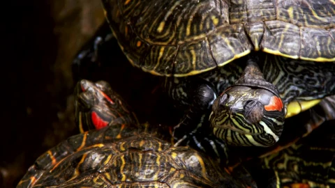 Free Video Stock Sleeping Turtles Detailed View Live Wallpaper - Free Live Wallpaper