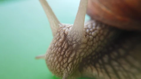 Free Video Stock Slimy Snail Moving Close Up Live Wallpaper - Free Live Wallpaper