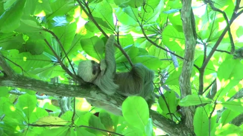 Free Video Stock Sloth High Up In A Tree Live Wallpaper - Free Live Wallpaper