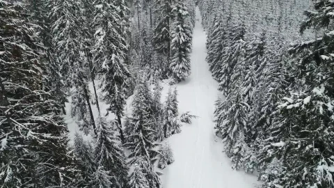 Free Video Stock Slow Aerial Tour Of A Winter Path In A Forest Live Wallpaper - Free Live Wallpaper