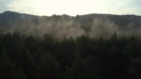 Free Video Stock Slow Aerial Tour Through A Mist Covered Forest Live Wallpaper - Free Live Wallpaper