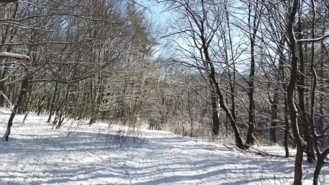 Free Video Stock Slow Journey Through A Snowy Forest Of Dry Trees Live Wallpaper - Free Live Wallpaper