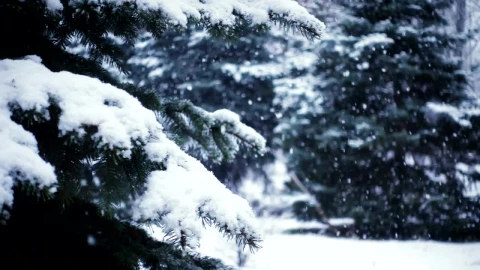 Free Video Stock Slow Motion Of Snow Falling In The Pine Forest Live Wallpaper - Free Live Wallpaper