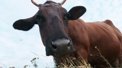 Free Video Stock Slow Motion Portrait Of A Cow Grazing Live Wallpaper - Free Live Wallpaper