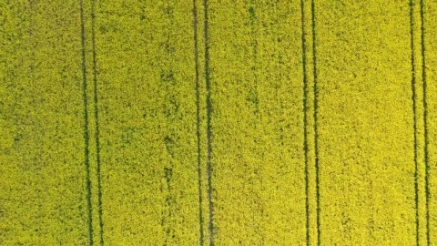 Free Video Stock Slow Moving Shot Of Crops Live Wallpaper - Free Live Wallpaper
