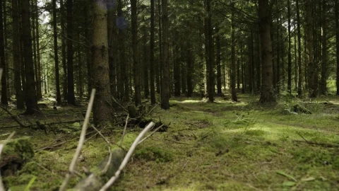 Free Video Stock Slowly Moving Through A Forest Live Wallpaper - Free Live Wallpaper