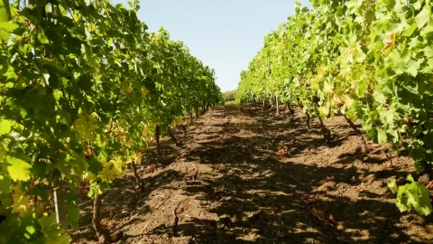 Free Video Stock Slowly Moving Through A Vineyard Live Wallpaper - Free Live Wallpaper