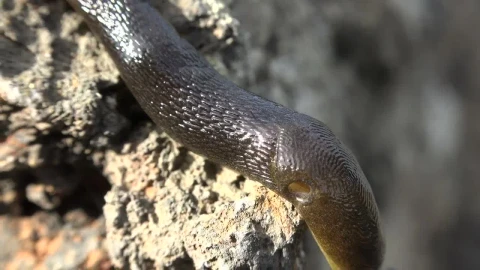 Free Video Stock Slug Crawling Live Wallpaper - Free Live Wallpaper