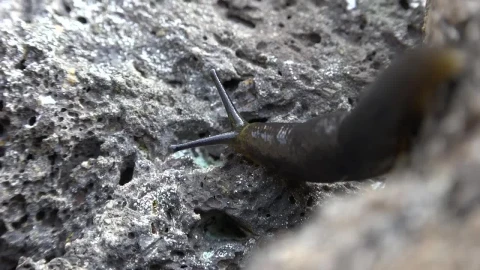 Free Video Stock Slug Crawling On A Rock Live Wallpaper - Free Live Wallpaper