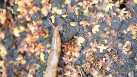 Free Video Stock Slug Crawling On The Ground Live Wallpaper - Free Live Wallpaper