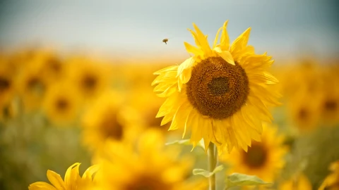 Free Video Stock Small Bee Perching On A Sunflower In A Field Live Wallpaper - Free Live Wallpaper