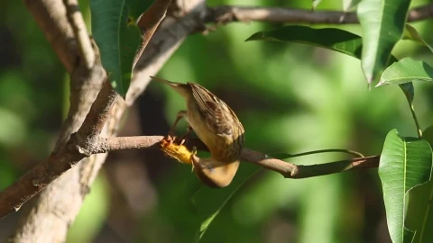 Free Video Stock Small Bird Eating An Insect Live Wallpaper - Free Live Wallpaper
