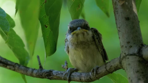 Free Video Stock Small Bird Perched On A Tree Branch Live Wallpaper - Free Live Wallpaper