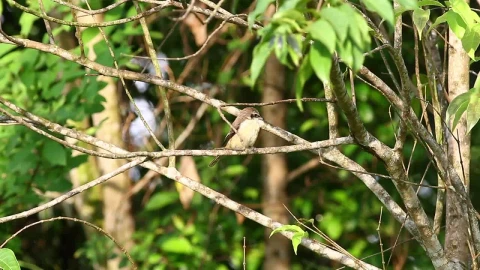 Free Video Stock Small Bird Looking Around Live Wallpaper - Free Live Wallpaper