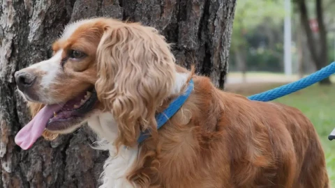 Free Video Stock Small Brown Dog In Nature Live Wallpaper - Free Live Wallpaper