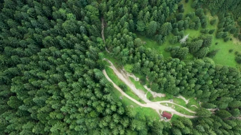 Free Video Stock Small Building Alone In A Forest Live Wallpaper - Free Live Wallpaper