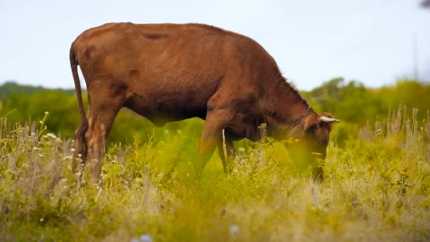 Free Video Stock Small Bull Grazing In The Meadow Live Wallpaper - Free Live Wallpaper