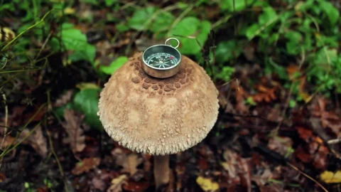 Free Video Stock Small Compass On Top Of A Big Mushroom In Nature Live Wallpaper - Free Live Wallpaper