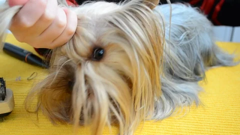 Free Video Stock Small Dog Having A Hair Cut Live Wallpaper - Free Live Wallpaper