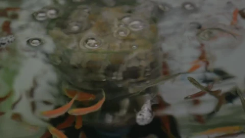 Free Video Stock Small Fish In Clear Pond Water Live Wallpaper - Free Live Wallpaper