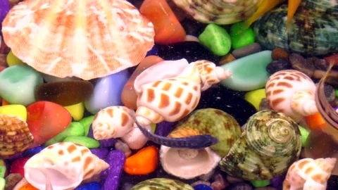 Free Video Stock Small Fish Swimming In A Colorful Aquarium Live Wallpaper - Free Live Wallpaper