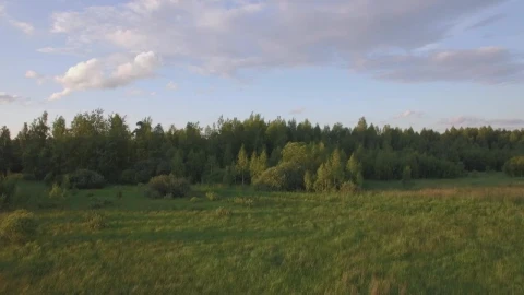 Free Video Stock Small Forest At The Edge Of A Field Live Wallpaper - Free Live Wallpaper