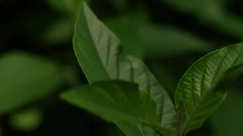 Free Video Stock Small Green Leaves Live Wallpaper - Free Live Wallpaper